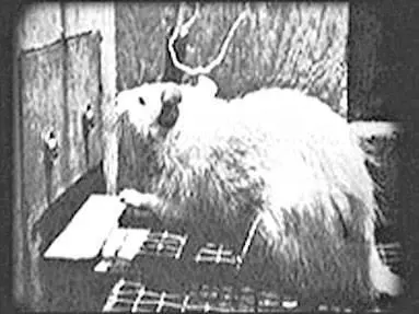 Начались долгие серийные опыты над множеством животных с вариациями условий - фото 35