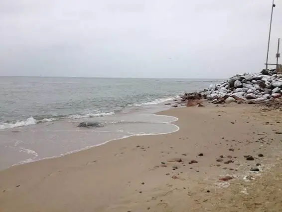 Балтийское море Пляж Берег после шторма Местные жители собирают янтарь - фото 46