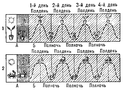 1 Суточные изменения положения листьев бобовых растений при нормальном - фото 57