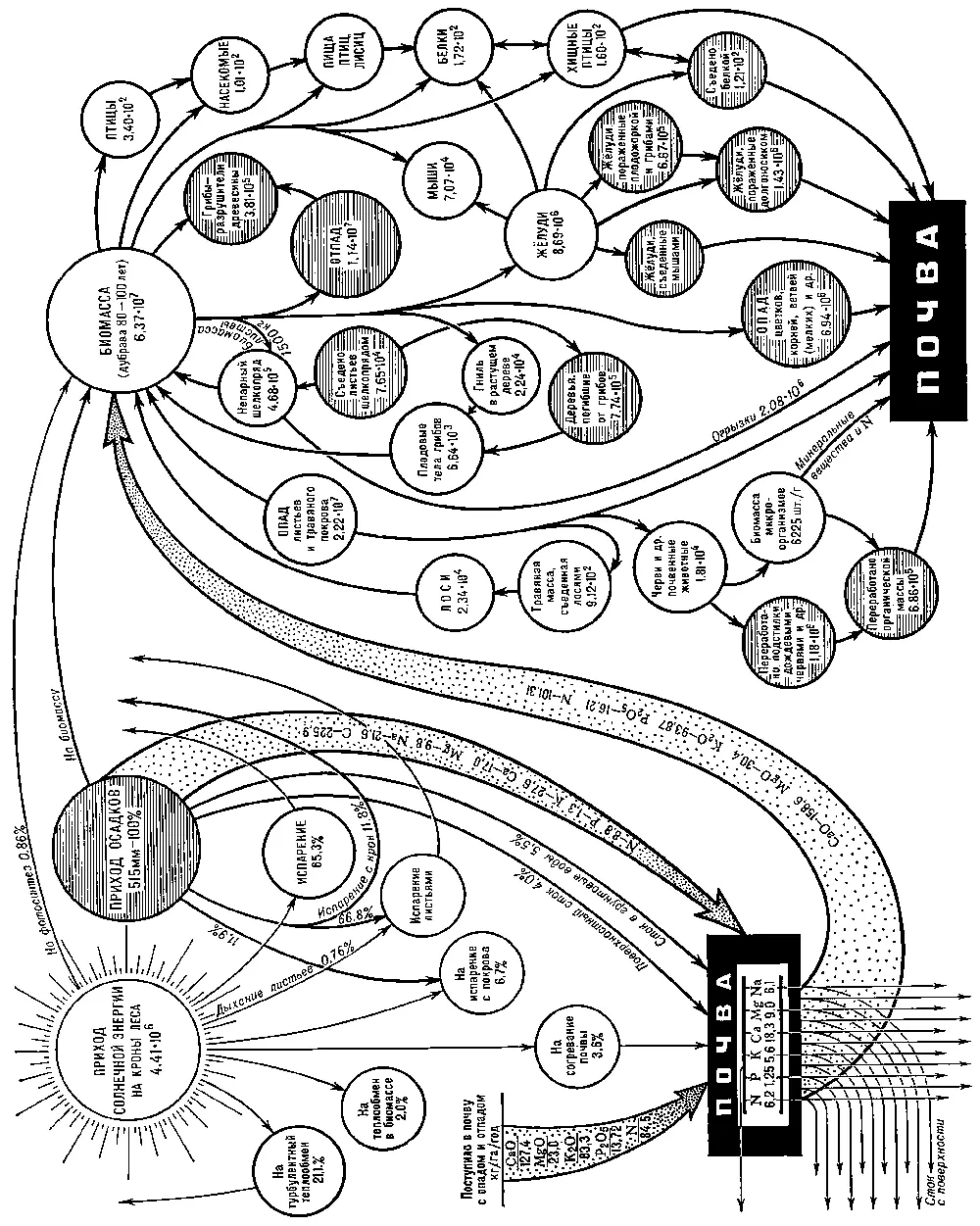 Биогеоценоз Биогеоценология Биогеоценологияот био гео греч - фото 45