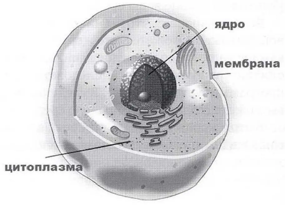 Клетка имеет три основных элемента внешняя мембрана внутренняя мантия - фото 2