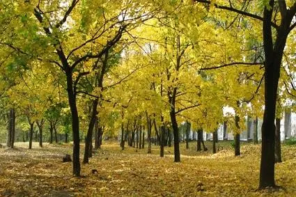 Мы бредём в руке рука праздные и тихие Осень дарит тёплый день киевским - фото 13