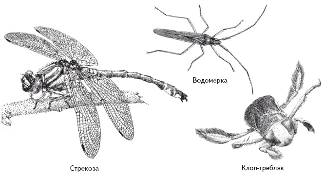 Водяные клопыгладыши Notonectidae тоже проводят большую часть времени у - фото 112