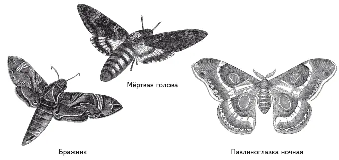 Жуки Coleoptera Жуки насекомые у которых передние крылья превратились в - фото 114