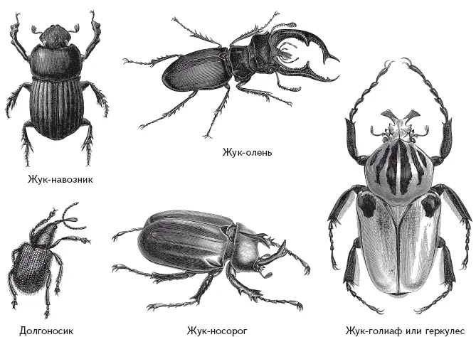 Светлячки Lampyridae тоже жуки хотя по виду сразу и не скажешь Самцы - фото 115