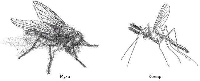 Мокрицы Это не насекомые а сухопутные раки Мокрицаброненосец может - фото 117