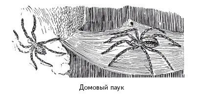 Существует много других видов пауков и тысячи других видов насекомых с - фото 118