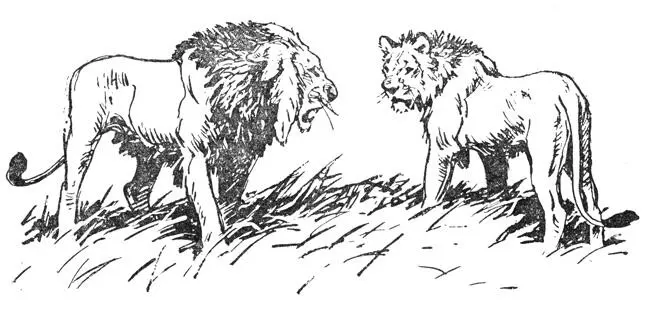 Затем раздалось рыкание льва и Нгоньяма прихрамывая поплелся дальше Больше - фото 8