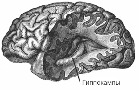 Рис 2 Гиппокампы скрытые в глубинах мозга являются главными органами в - фото 2