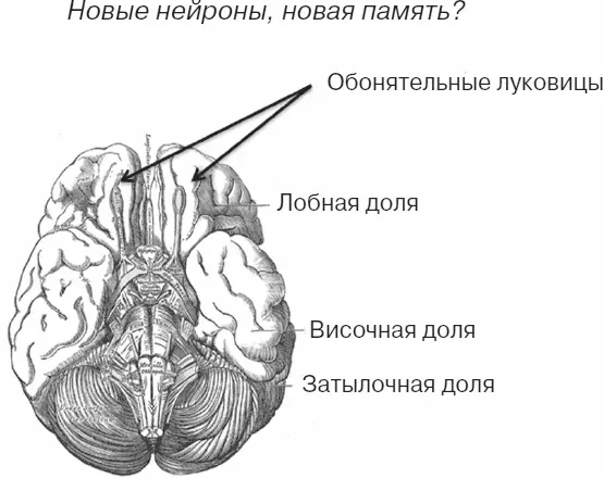 Рис 4 Обонятельные луковицы расположенные в области нижних поверхностей - фото 4