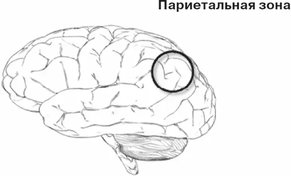 Рис 7 Париетальная зона играющая главную роль в овладении математикой имеет - фото 7