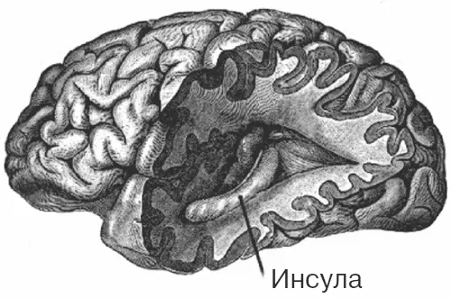 Рис 15 Островковая доля инсула которая активизируется в момент переживания - фото 15