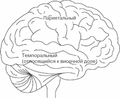 Рис 16 Темпоропариетальная область является одним из элементов механизма - фото 16