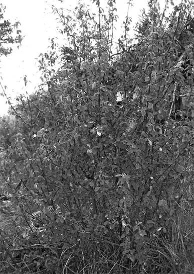 Ирга круглолистная Ирга круглолистная Amelanchier rotundifolia Lam Dum - фото 104