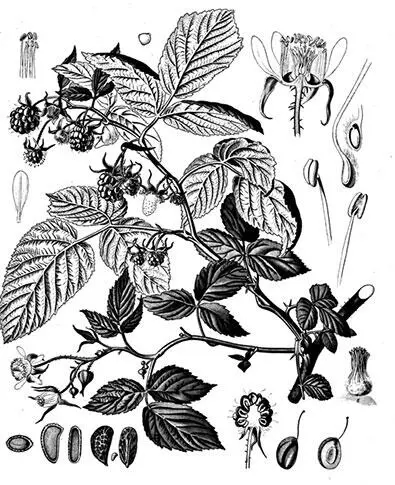 Малина Ежевика сизая Другая дальневосточная малина Комарова Rubus Komarovi - фото 105