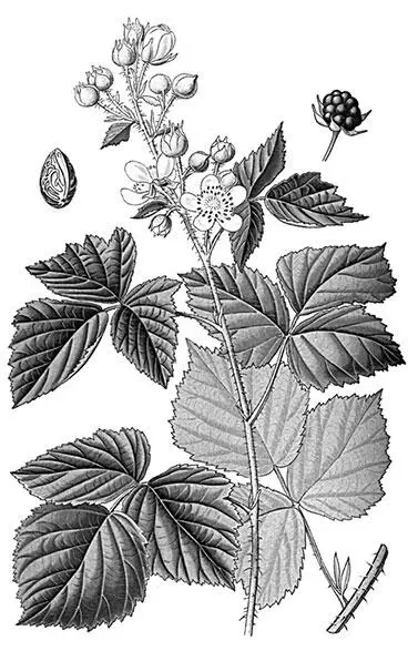 Ежевика сизая Другая дальневосточная малина Комарова Rubus Komarovi Nakai - фото 106