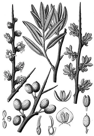Облепиха Жимолость съедобная Lonicera edulis Turcz семейство Caprifoliaceae - фото 108