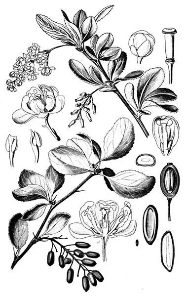 Барбарис Мясистые костянки Унаби Zyzyphus vulgaris Lam семейство - фото 110