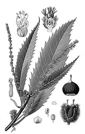 Каштан посевной Каштан посевной Castanea sativa L обладает самыми - фото 111