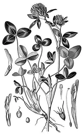 Клевер луговой Кислица обыкновенная Кислица обыкновенная Oxalis acetosella - фото 119
