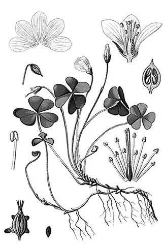 Кислица обыкновенная Кислица обыкновенная Oxalis acetosella L из семейства - фото 120