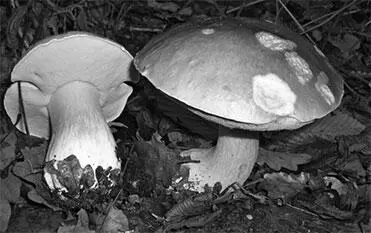 Белый гриб Желчный гриб Tylopilus felleus Bull Karst часто встречающийся - фото 121