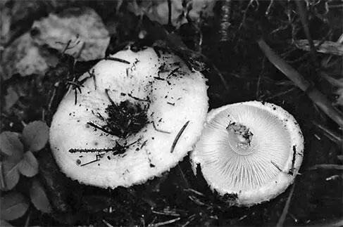Груздь настоящий Валуй Рыжик Lactarius deliciosus Fr встречается в двух - фото 122