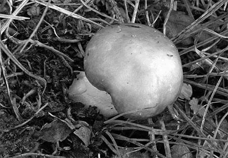 Валуй Рыжик Lactarius deliciosus Fr встречается в двух разновидностях в - фото 123