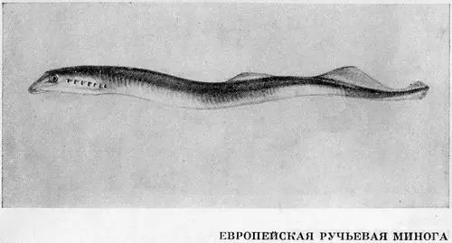 Рыбы Подмосковья - фото 22