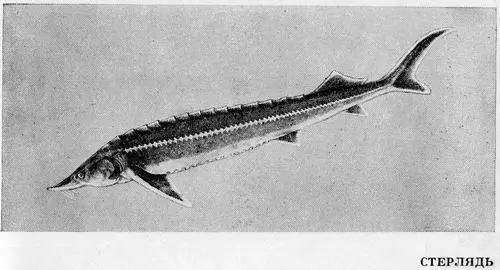 Рыбы Подмосковья - фото 23