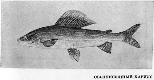 Рыбы Подмосковья - фото 24