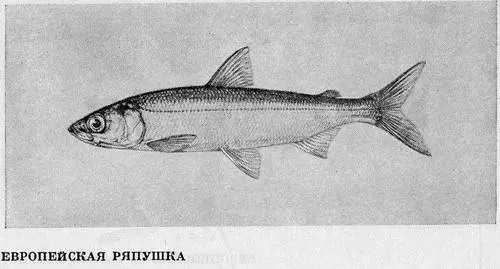 Рыбы Подмосковья - фото 25