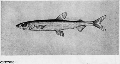 Рыбы Подмосковья - фото 26