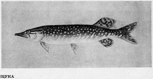 Рыбы Подмосковья - фото 27