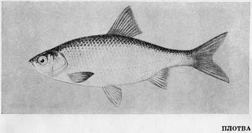 Рыбы Подмосковья - фото 28