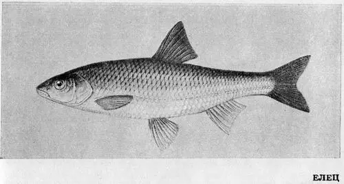 Рыбы Подмосковья - фото 29