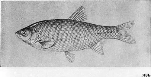 Рыбы Подмосковья - фото 30