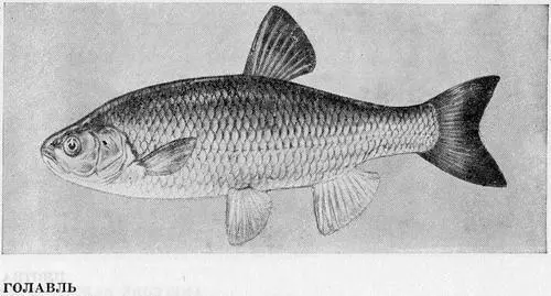 Рыбы Подмосковья - фото 31