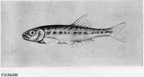 Рыбы Подмосковья - фото 32