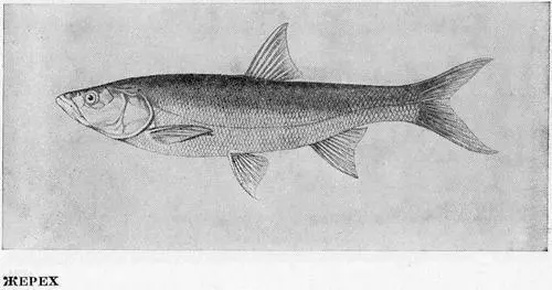 Рыбы Подмосковья - фото 33