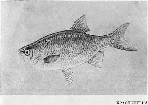 Рыбы Подмосковья - фото 34