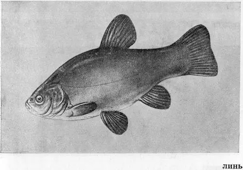 Рыбы Подмосковья - фото 35