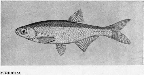 Рыбы Подмосковья - фото 38