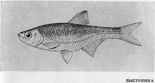 Рыбы Подмосковья - фото 39