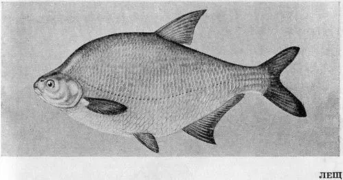 Рыбы Подмосковья - фото 40