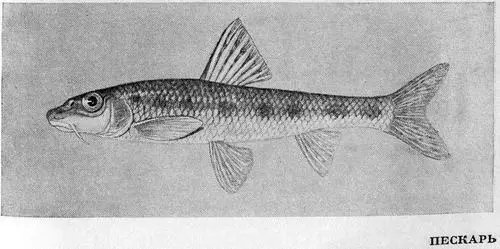 Рыбы Подмосковья - фото 41