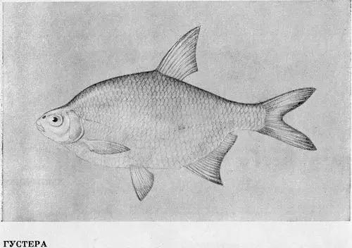 Рыбы Подмосковья - фото 42