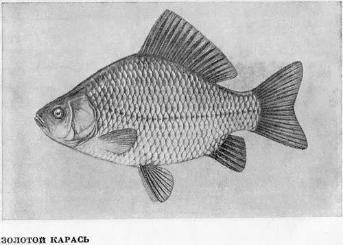 Рыбы Подмосковья - фото 43