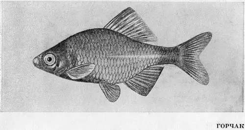 Рыбы Подмосковья - фото 44