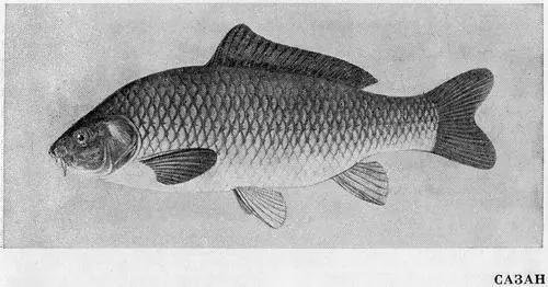 Рыбы Подмосковья - фото 45